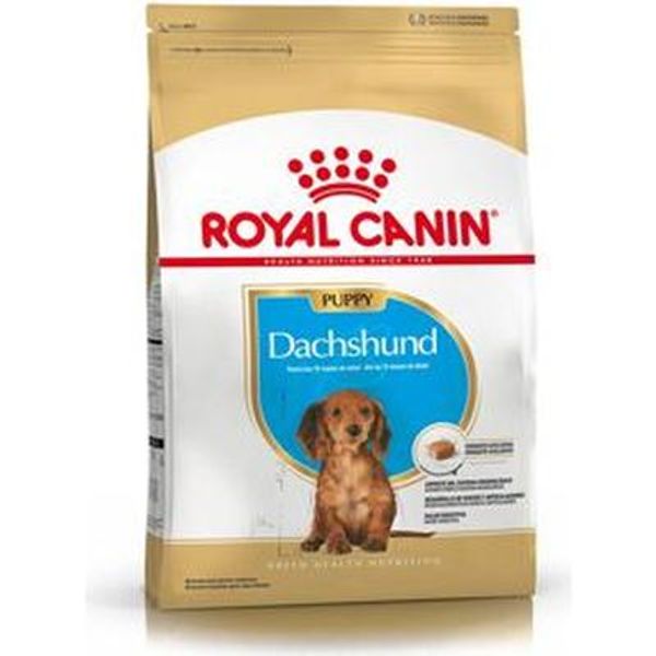 Dachshund Puppy - 1.5kg